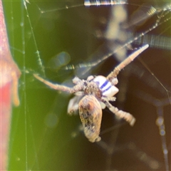 Philoponella congregabilis at Dickson, ACT - 13 Oct 2024