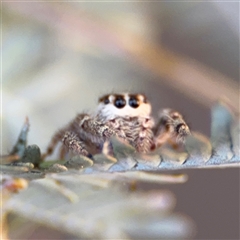 Opisthoncus sp. (genus) (Opisthoncus jumping spider) at Dickson, ACT - 13 Oct 2024 by Hejor1