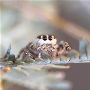 Opisthoncus sp. (genus) at Dickson, ACT - 13 Oct 2024