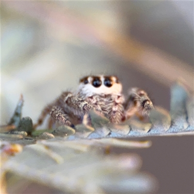 Opisthoncus sp. (genus) (Unidentified Opisthoncus jumping spider) at Dickson, ACT - 13 Oct 2024 by Hejor1