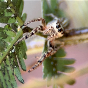 Opisthoncus sp. (genus) at Dickson, ACT - 13 Oct 2024