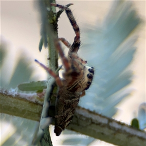 Opisthoncus sp. (genus) at Dickson, ACT - 13 Oct 2024