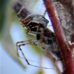 Theridion pyramidale (Tangle-web spider) at Dickson, ACT - 13 Oct 2024 by Hejor1