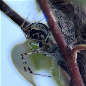 Theridion pyramidale at Dickson, ACT - 13 Oct 2024 02:07 PM