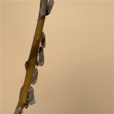 Acizzia acaciaebaileyanae (Cootamundra Wattle Psyllid) at Dickson, ACT - 13 Oct 2024 by Hejor1