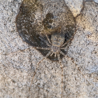 Tamopsis sp. (genus) (Two-tailed spider) at Dickson, ACT - 13 Oct 2024 by Hejor1