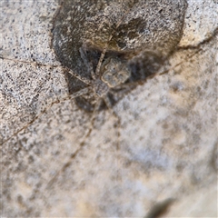 Tamopsis sp. (genus) at Dickson, ACT - 13 Oct 2024