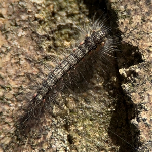 Anestia (genus) at Dickson, ACT - 13 Oct 2024 02:55 PM