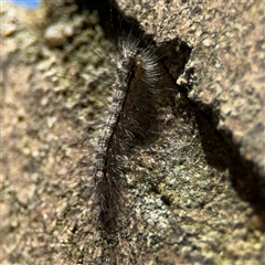 Anestia (genus) at Dickson, ACT - 13 Oct 2024 02:55 PM