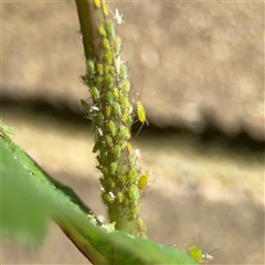 Aphididae (family) (Unidentified aphid) at Dickson, ACT - 13 Oct 2024 by Hejor1