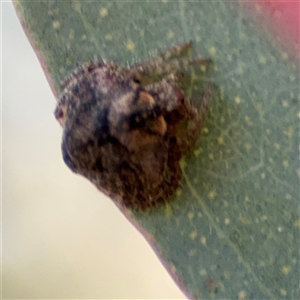 Dolophones sp. (genus) at Dickson, ACT - 13 Oct 2024 03:14 PM