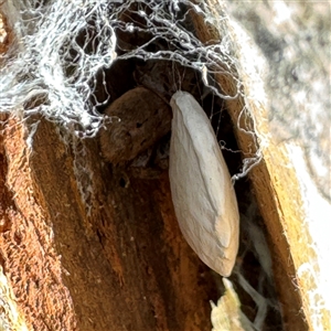 Isopeda canberrana at Dickson, ACT - 13 Oct 2024 03:33 PM