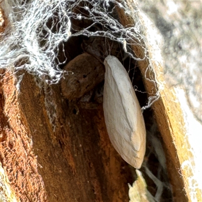 Isopeda canberrana (Canberra Huntsman Spider) at Dickson, ACT - 13 Oct 2024 by Hejor1