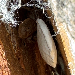 Isopeda canberrana at Dickson, ACT - 13 Oct 2024 03:33 PM