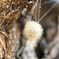 Australomimetus sp. (genus) (Unidentified Pirate spider) at Dickson, ACT - 13 Oct 2024 by Hejor1