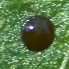 Saissetia oleae (Black Scale or Olive Scale) at Dickson, ACT - 13 Oct 2024 by Hejor1