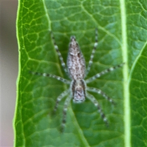 Helpis sp. (genus) at Dickson, ACT - 13 Oct 2024