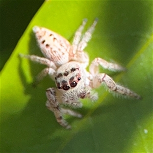 Opisthoncus sp. (genus) at Dickson, ACT - 13 Oct 2024