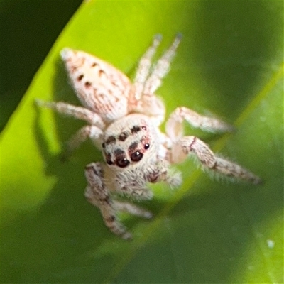 Opisthoncus sp. (genus) (Unidentified Opisthoncus jumping spider) at Dickson, ACT - 13 Oct 2024 by Hejor1