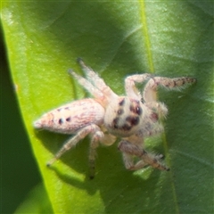 Opisthoncus polyphemus at Dickson, ACT - 13 Oct 2024 01:44 PM