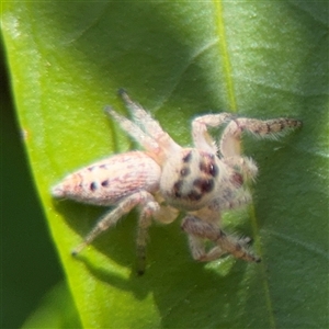 Opisthoncus sp. (genus) at Dickson, ACT - 13 Oct 2024