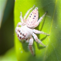 Opisthoncus sp. (genus) at Dickson, ACT - 13 Oct 2024