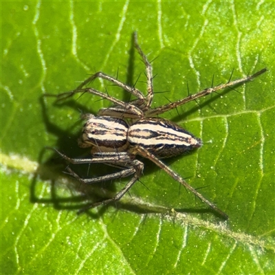 Oxyopes sp. (genus) (Lynx spider) at Dickson, ACT - 13 Oct 2024 by Hejor1