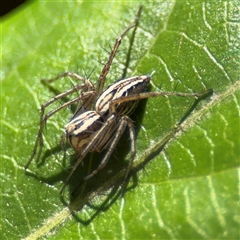 Oxyopes sp. (genus) at Dickson, ACT - 13 Oct 2024