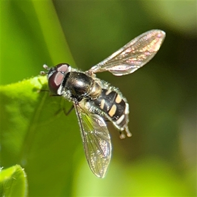 Melangyna viridiceps (Hover fly) at Dickson, ACT - 13 Oct 2024 by Hejor1