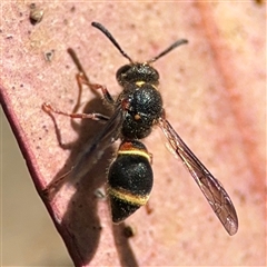 Paralastor sp. (genus) (Potter Wasp) at Dickson, ACT - 13 Oct 2024 by Hejor1