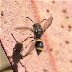 Paralastor sp. (genus) at Dickson, ACT - 13 Oct 2024