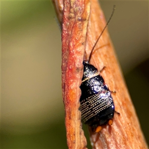 Ellipsidion australe at Dickson, ACT - 13 Oct 2024 01:31 PM