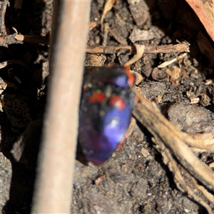 Scutiphora pedicellata at Dickson, ACT - 13 Oct 2024