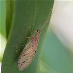 Micromus tasmaniae (Tasmanian Brown Lacewing) at Dickson, ACT - 13 Oct 2024 by Hejor1