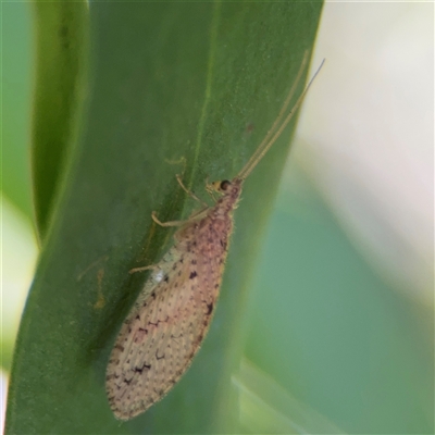 Micromus tasmaniae (Tasmanian Brown Lacewing) at Dickson, ACT - 13 Oct 2024 by Hejor1