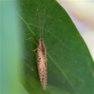 Micromus tasmaniae at Dickson, ACT - 13 Oct 2024