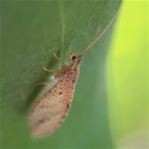 Micromus tasmaniae at Dickson, ACT - 13 Oct 2024