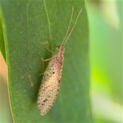 Micromus tasmaniae at Dickson, ACT - 13 Oct 2024 01:26 PM