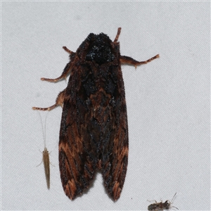 Sorama bicolor at Freshwater Creek, VIC - 18 Feb 2021 09:40 PM