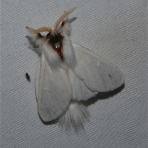 Trichiocercus sparshalli at Freshwater Creek, VIC - 19 Feb 2021