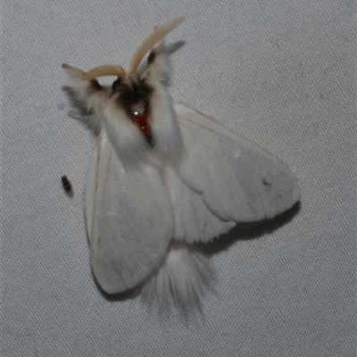 Trichiocercus sparshalli (Sparshall's Moth) at Freshwater Creek, VIC - 18 Feb 2021 by WendyEM