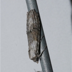 Calathusa allopis at Freshwater Creek, VIC - 18 Feb 2021