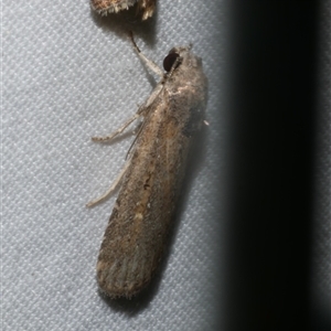 Athetis tenuis at Freshwater Creek, VIC - 19 Feb 2021