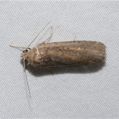 Athetis tenuis (Plain Tenuis Moth) at Freshwater Creek, VIC - 19 Feb 2021 by WendyEM