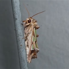 Cosmodes elegans (Green Blotched Moth) at Freshwater Creek, VIC - 18 Feb 2021 by WendyEM