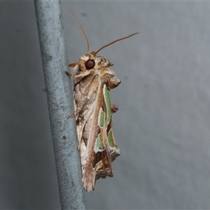 Cosmodes elegans (Green Blotched Moth) at Freshwater Creek, VIC by WendyEM