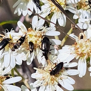 Mordellidae (family) at Hackett, ACT - 13 Oct 2024