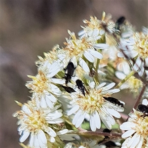 Mordellidae (family) at Hackett, ACT - 13 Oct 2024