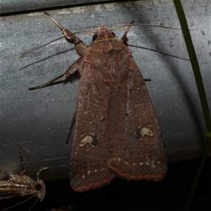 Diarsia intermixta (Chevron Cutworm, Orange Peel Moth.) at Freshwater Creek, VIC by WendyEM