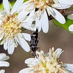 Mordellidae (family) at Hackett, ACT - 13 Oct 2024 03:31 PM